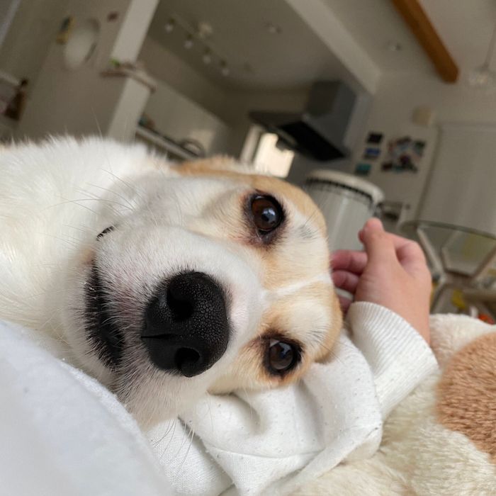 まったりするあんずちゃん