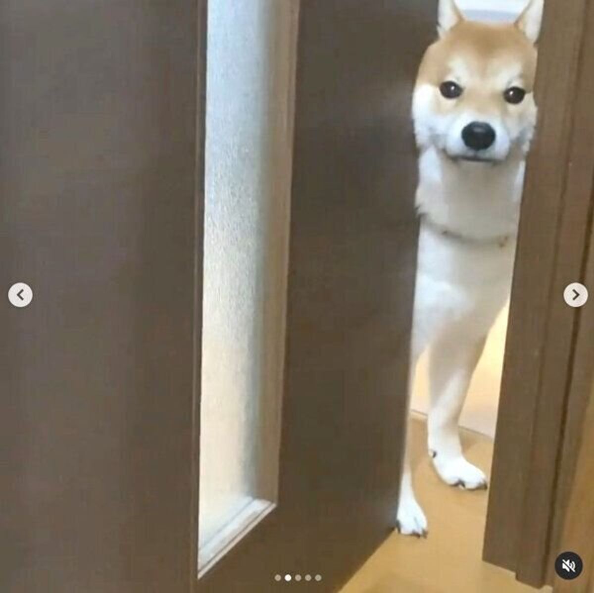 お散歩はまだですか と圧をかけていたのに まさかのタイミングで 拒否柴 を発動する柴犬が可愛い いぬのきもちweb Magazine お散歩はまだですか と圧をかけていたのに まさかのタイミングで 拒否柴 を発動する柴犬が可愛い いぬのきもちweb Magazine