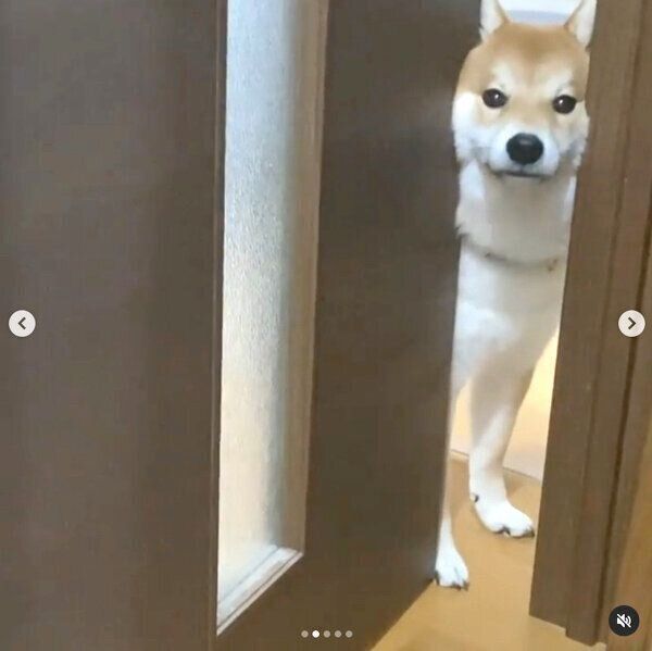 「お散歩はまだですか」と様子を伺うハクくん