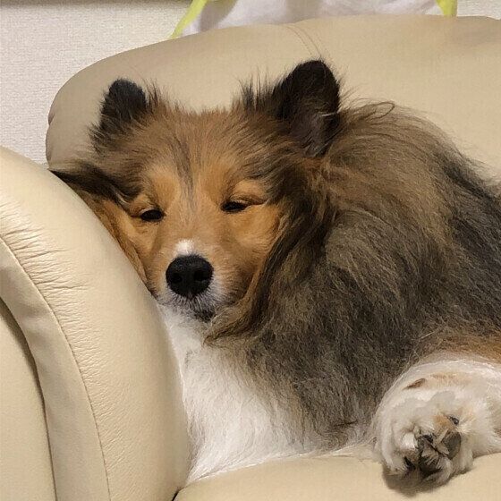 眠る佐吉くん（シェットランド・シープドッグ）