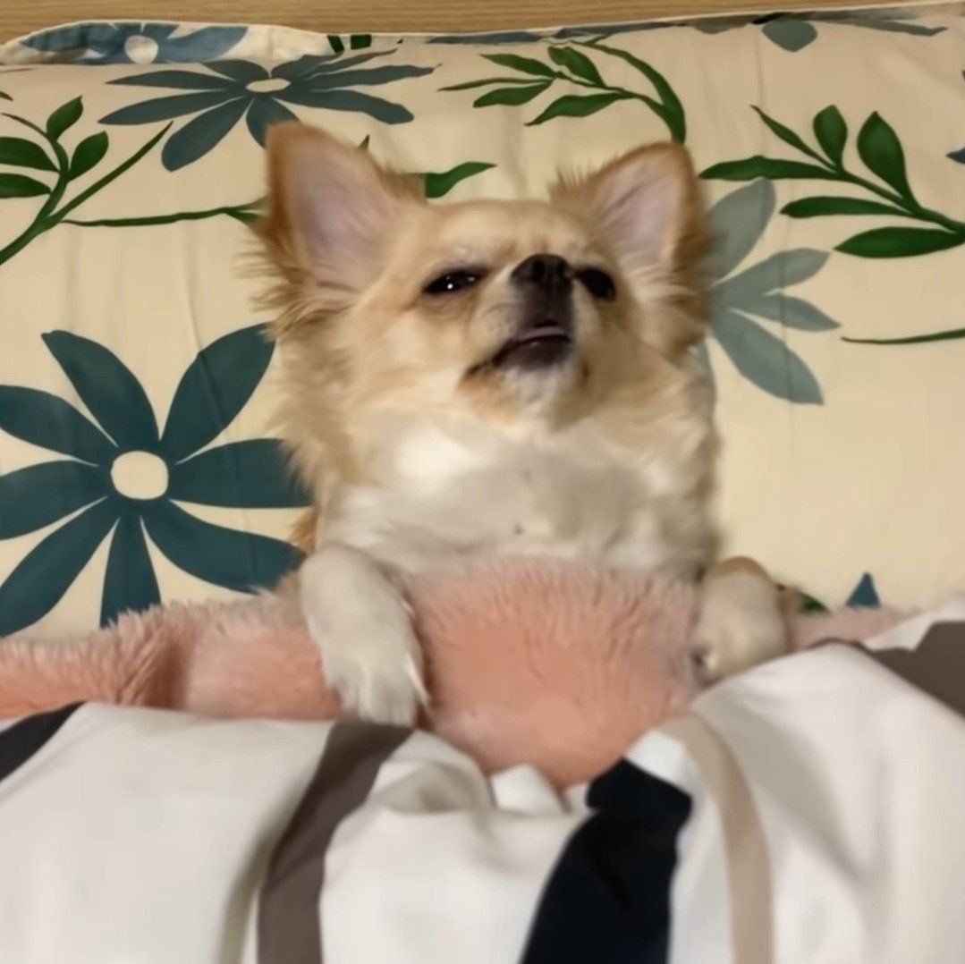 眠そうなみるくちゃん