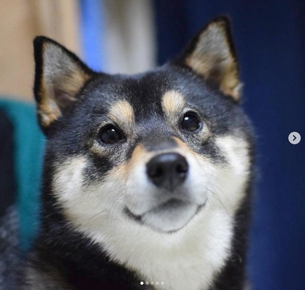 豆柴の吾子ちゃん