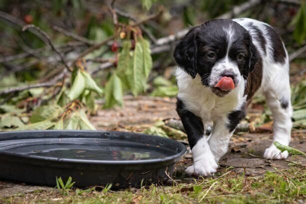 ブリタニー・スパニエル