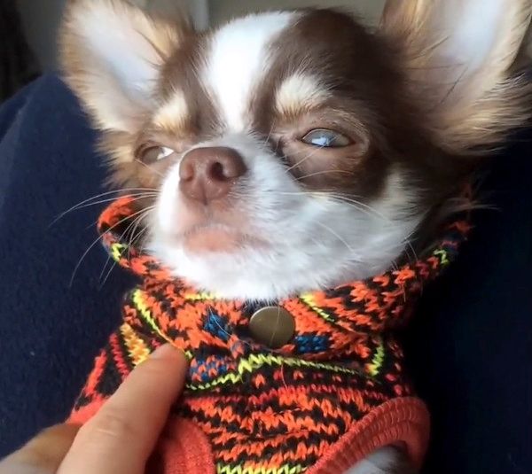 嘘寝するチワワ