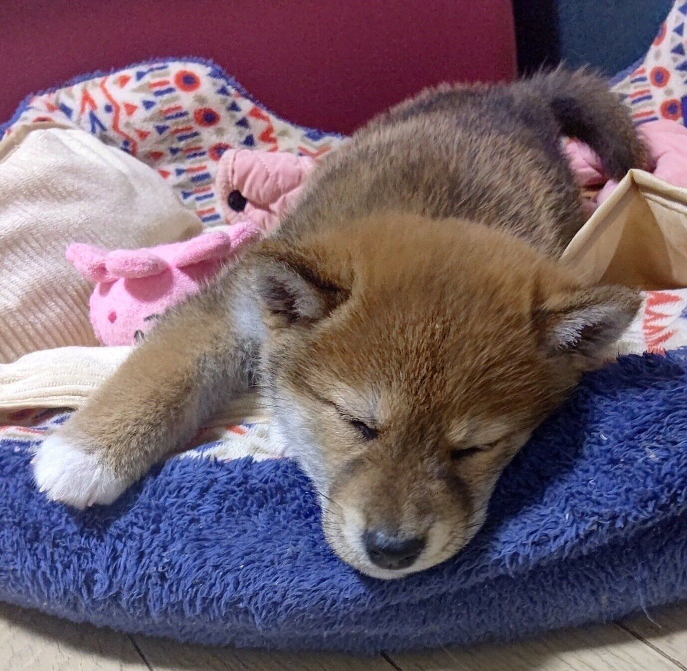 お迎えしたばかりのころのらんたろうくん