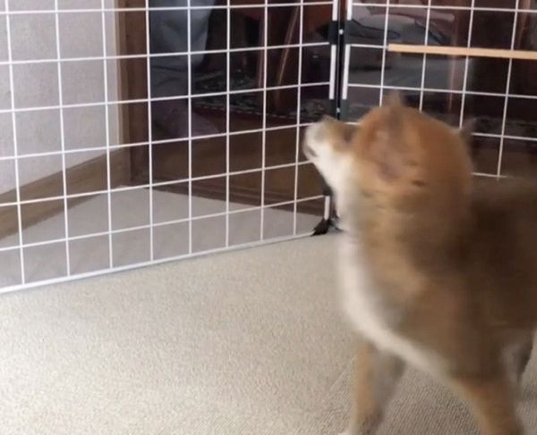 メンズが大好きな豆柴