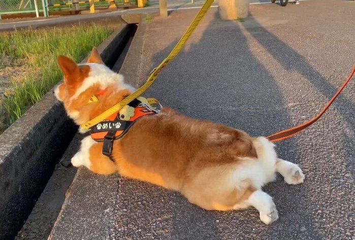 散歩中に動かなくなってしまっためいちゃん