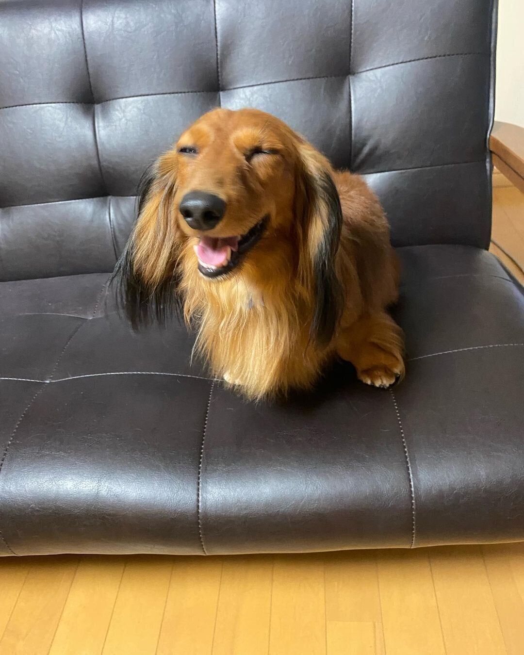 カニヘンダックスフンドのロンちゃん