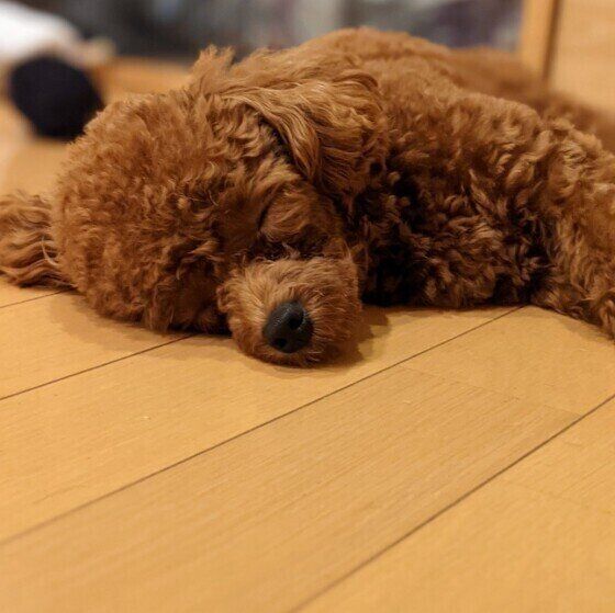 眠るトイ・プードル