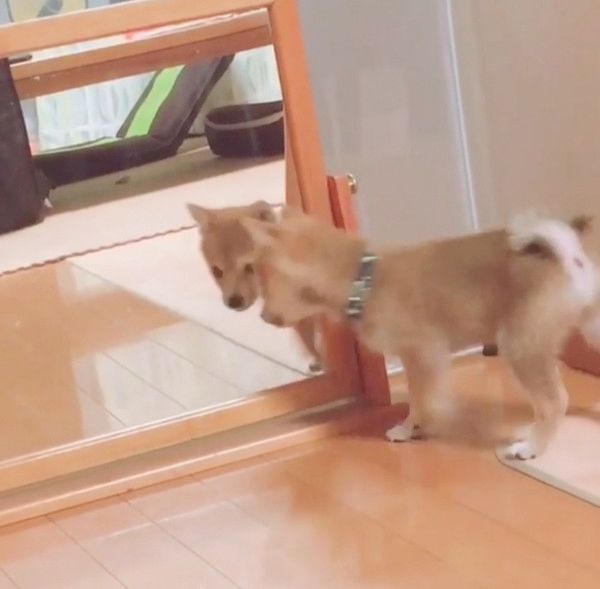 鏡の中自分と対面した柴犬