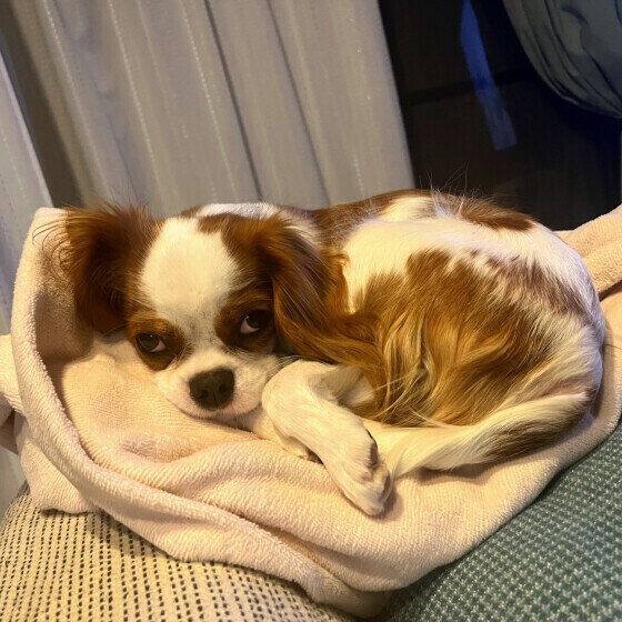 キャバリア・キング・チャールズ・スパニエルのみるくちゃん