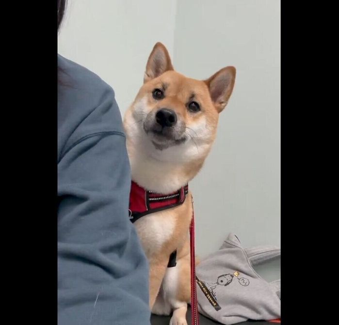 先生が来るのが怖いけれど、気になってしまううにちゃん