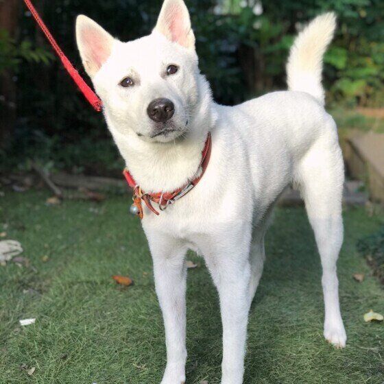 紀州犬のハクちゃん