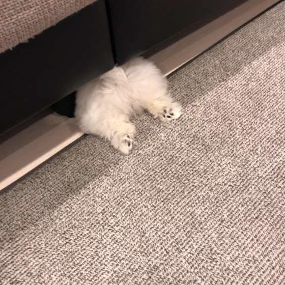 マルチーズのシロちゃん