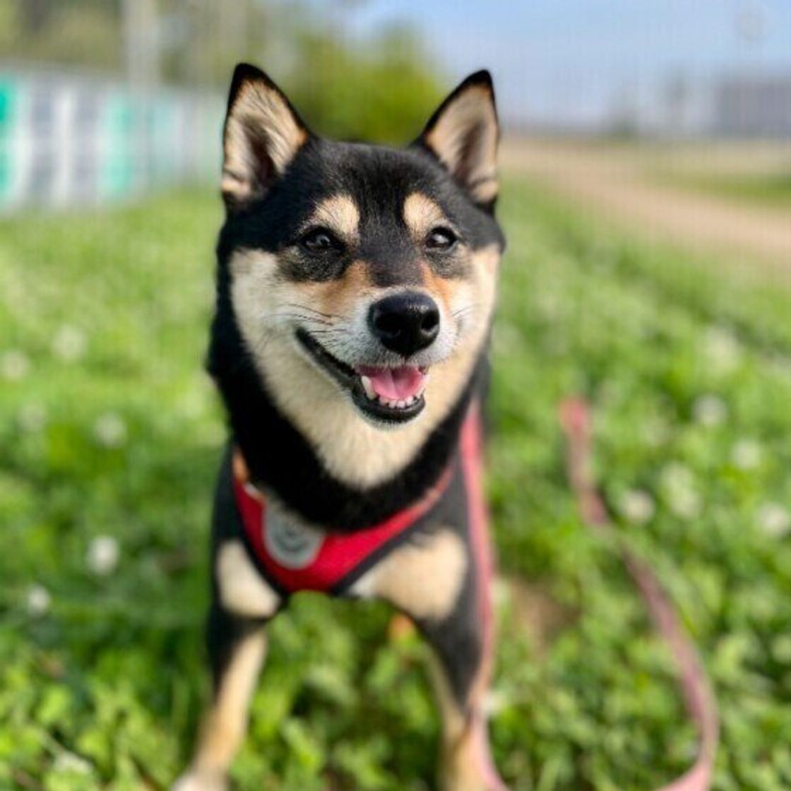 熱湯はngって知っていた 犬のドライフードをふやかして与える際に気をつけること いぬのきもちweb Magazine 熱湯はngって知っていた 犬のドライフードをふやかして与える際に気をつけること いぬのきもちweb Magazine