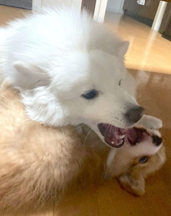 楽しくじゃれ合うぺぺちゃんとこんくん