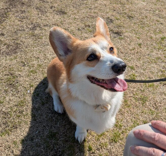 飼い主さんを見つめるそらくん
