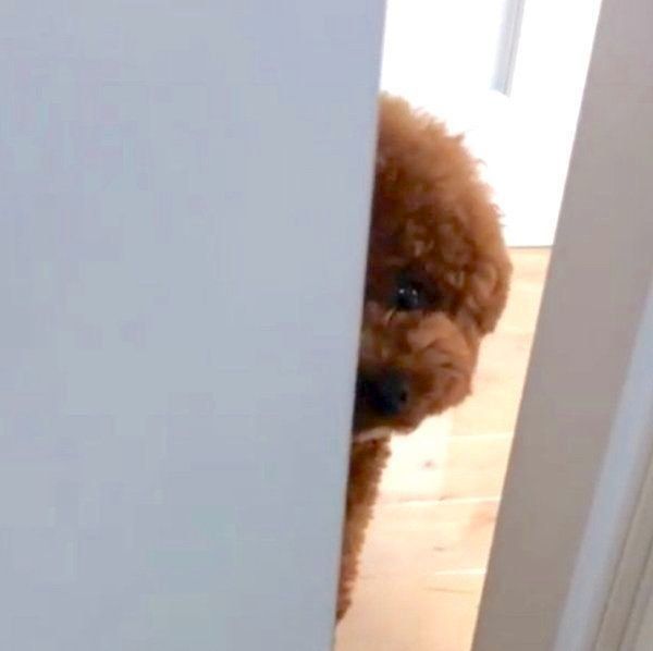 ドアの隙間から覗き込むトイ・プードル