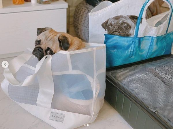 バッグの中に入るパグ