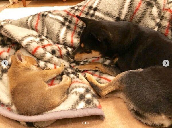 添い寝をする小次狼くんと五十鈴ちゃん