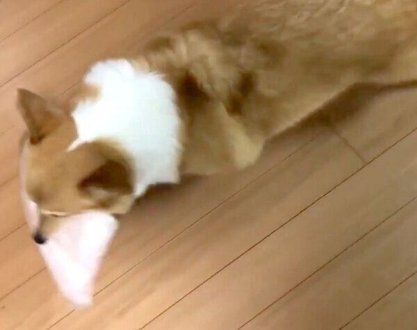 おむつを運ぶベルちゃん
