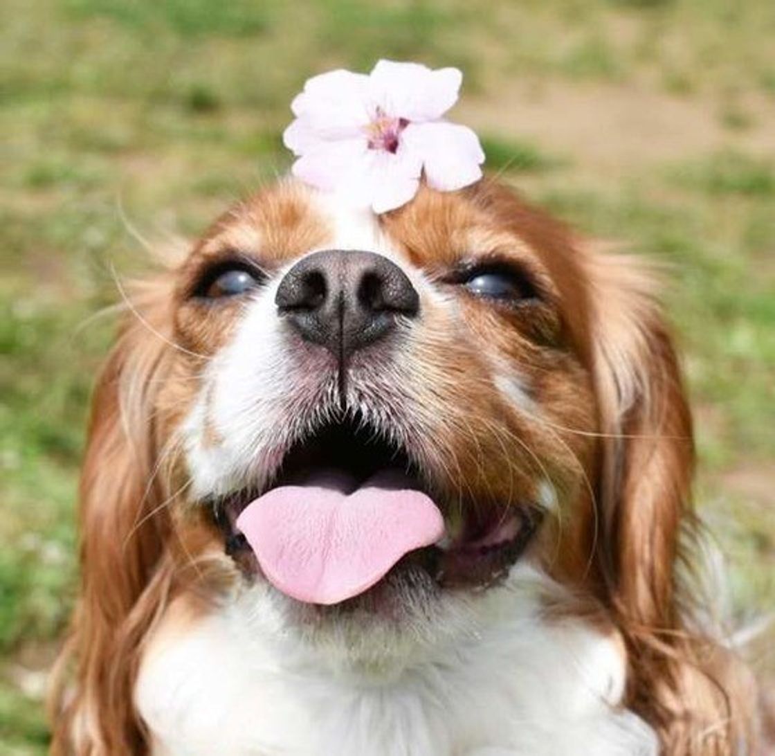 癒し効果抜群 犬が笑顔になる理由を犬のスマイル画像と共にご紹介 いぬのきもちweb Magazine 癒し効果抜群 犬が笑顔になる理由を犬のスマイル画像と共にご紹介 いぬのきもちweb Magazine