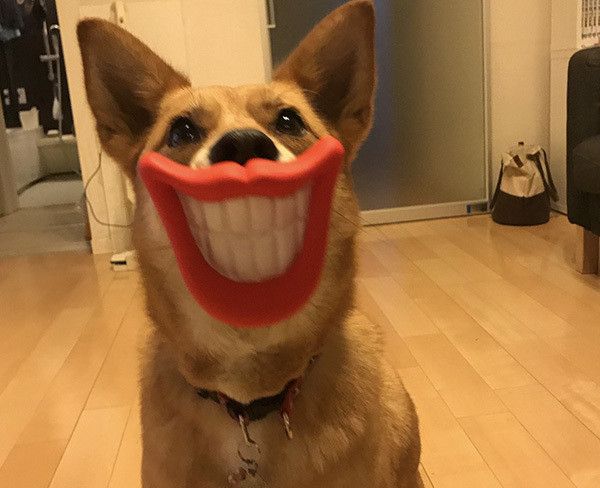 おもちゃをくわえる犬