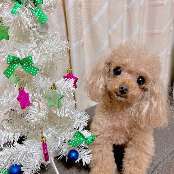 犬に危険な冬の観葉植物がある？ シクラメンやポインセチアなどの誤食で起こる犬の中毒症状とは いぬのきもち