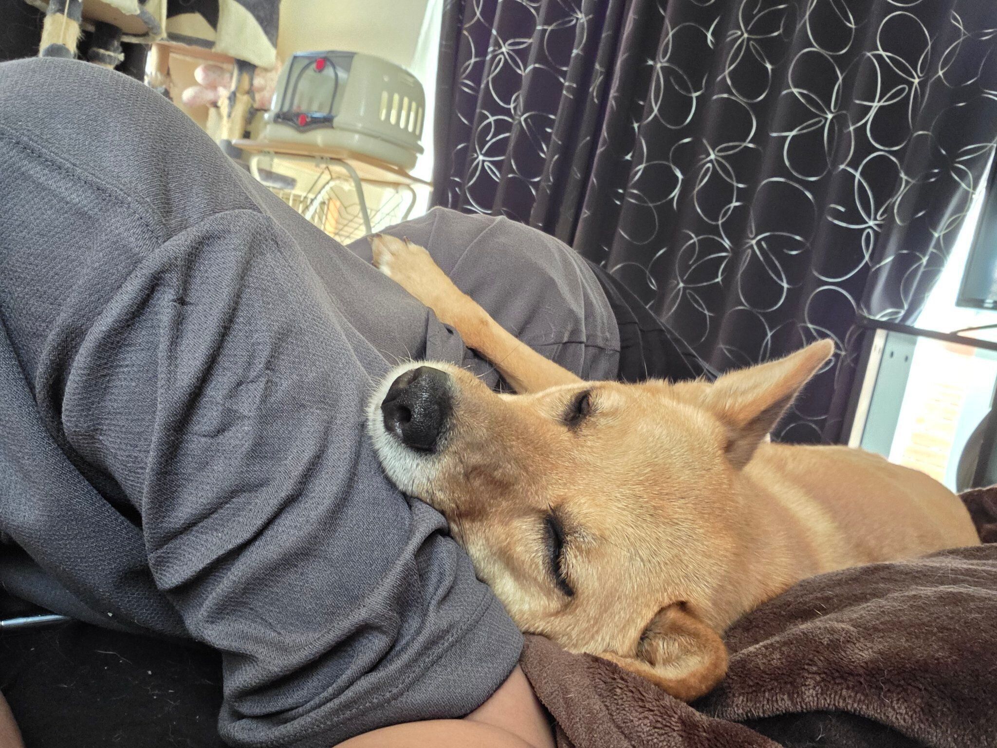 飼い主さんにくっつくここあちゃん