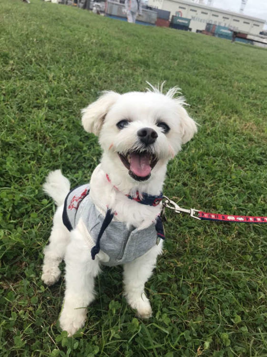 犬はよく吐くっていうけれど 病院に行くべき危険な嘔吐とは いぬのきもちweb Magazine 犬はよく吐くっていうけれど 病院に行くべき危険な嘔吐とは いぬのきもちweb Magazine