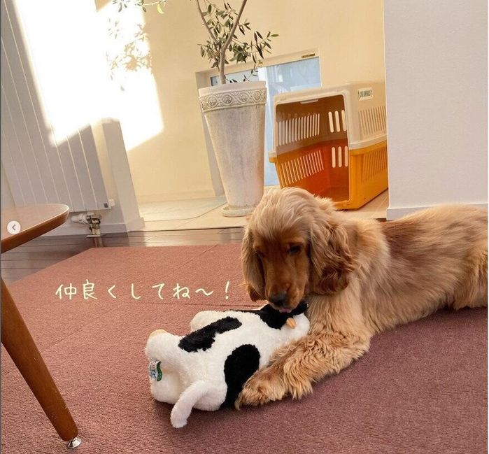 十勝土産のぬいぐるみと戯れるユールくん