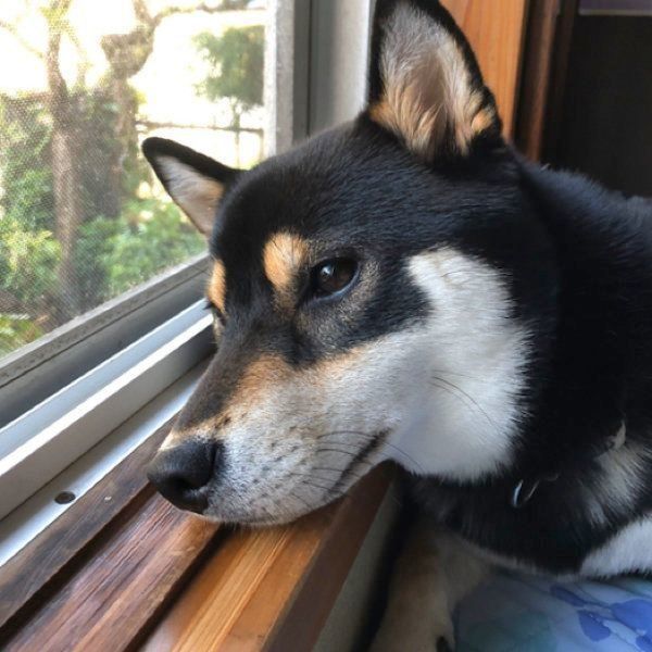 外を眺めるすずちゃん