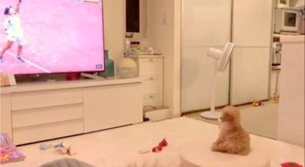 テレビを見つめるトイ・プードル