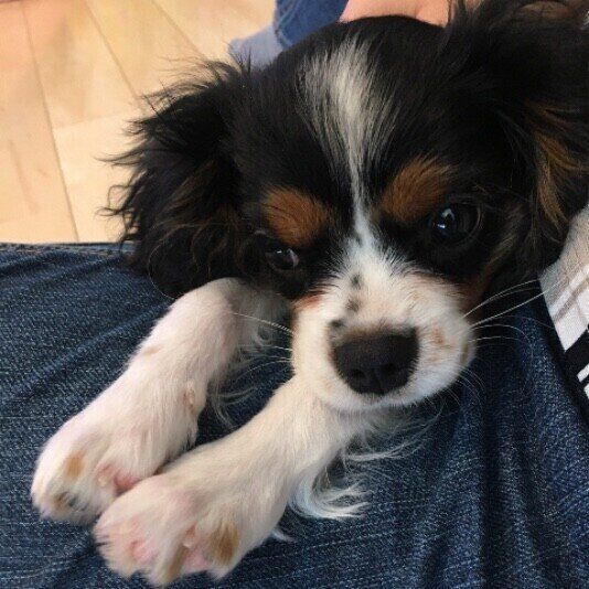 犬が前足をピーンと伸ばす理由とは かわいい画像もご紹介 いぬのきもちweb Magazine