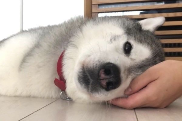 シベリアン・ハスキー