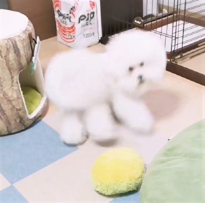 回るしらすくん