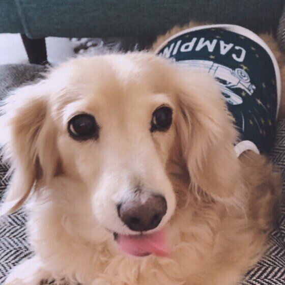 舌を出すミニチュア・ダックスフンド