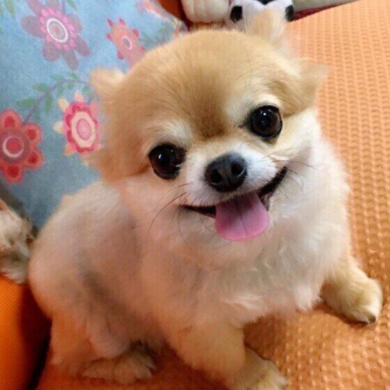 硬すぎるウンチの原因は？ 犬のウンチの硬さの目安