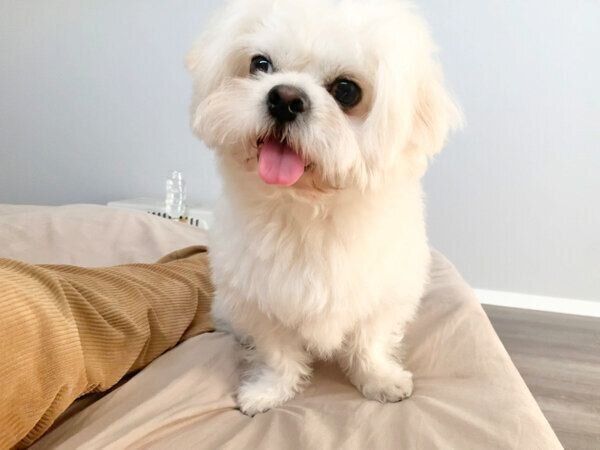 飼い主さんに迫るわむうくん