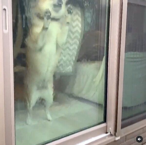 大掃除中の飼い主さんの邪魔をする味噌ちゃん