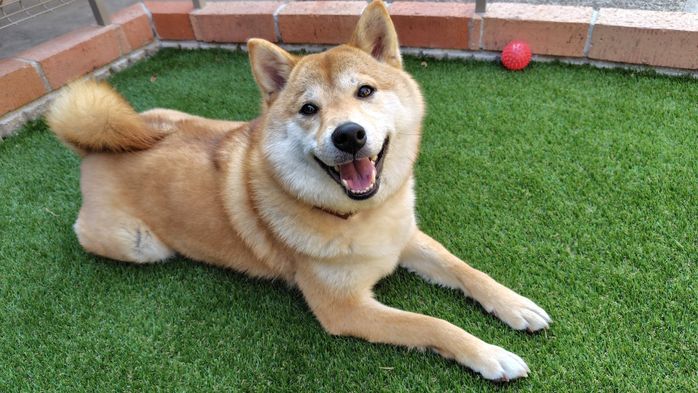 ドッグランで座って飼い主を見る柴犬