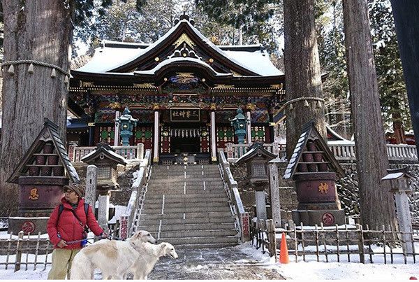 三峯神社に来たボルゾイ