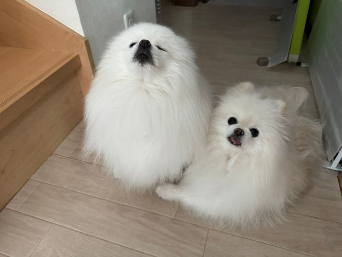“誇らしげ”な顔をするはくくんとじっと見つめるゆきちゃん