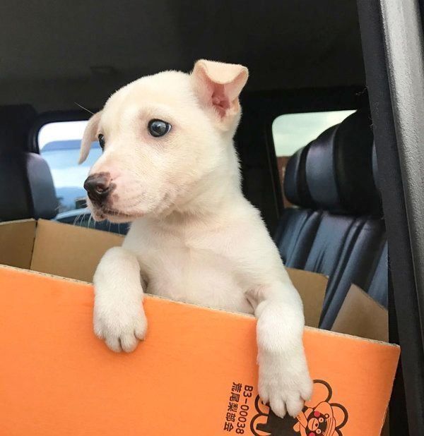 子犬の頃のすずちゃん