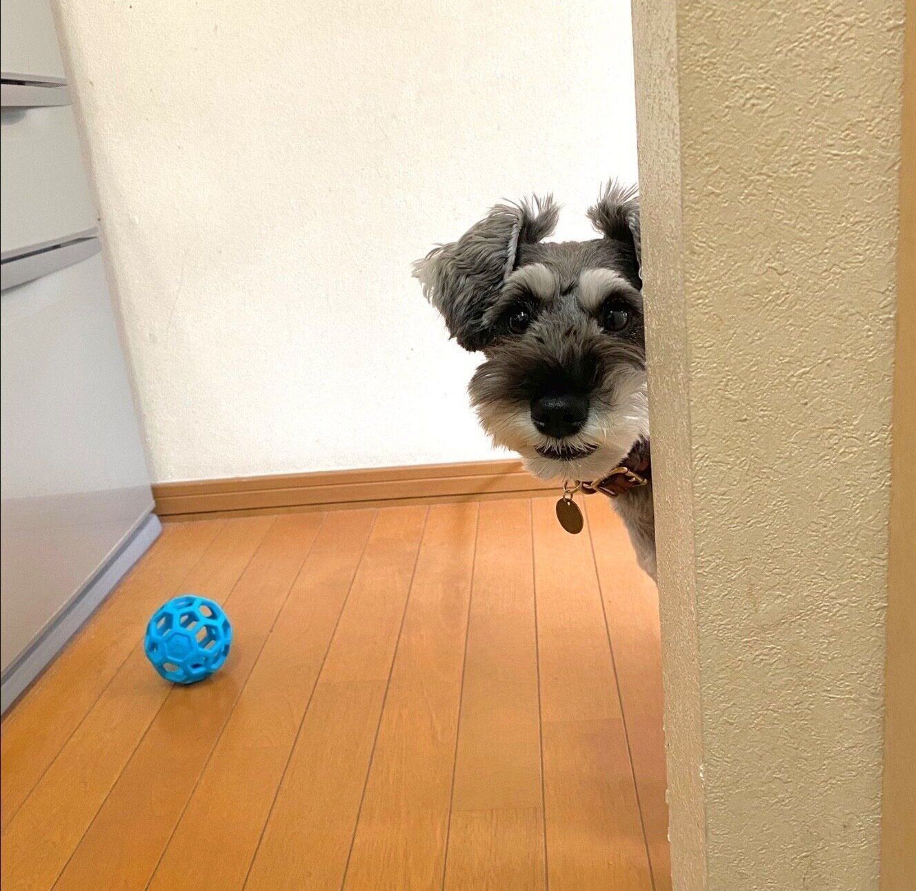 顔をひょっこり出すモチくん