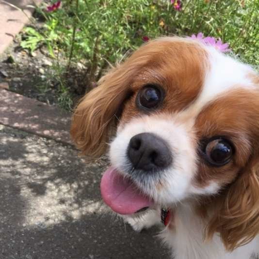 お年寄りでもしつけやすい3つの犬種