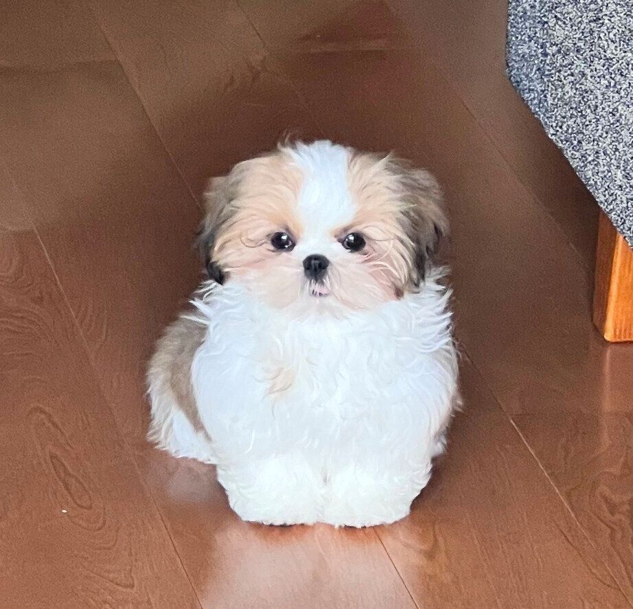 生後4カ月のころのぽんちょちゃん