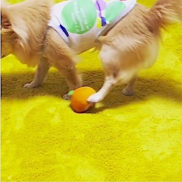 ボールさばきが上手なワンコ