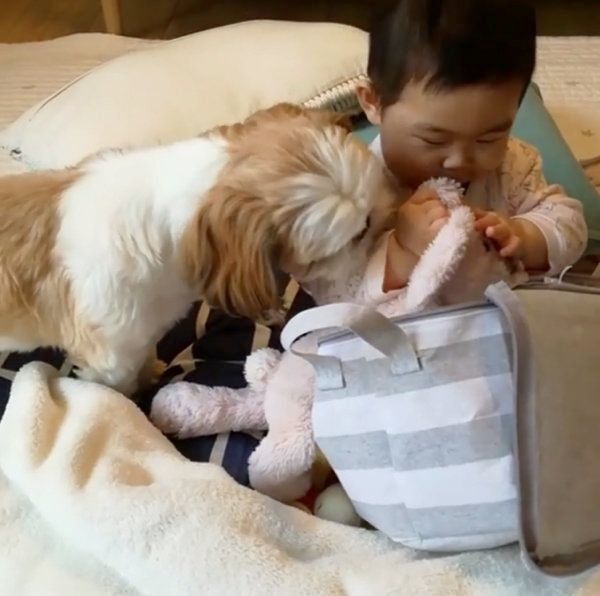 シー・ズーの小梅ちゃんと妹のももちゃん