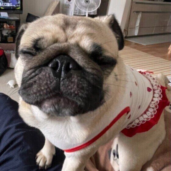 眠たそうに目をつむって座っているパグの顔アップ